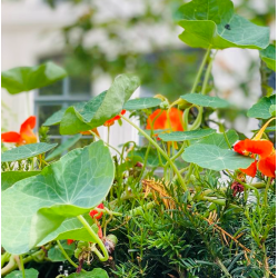 18/06 ATELIER LA TOMATE SOUS TOUTES SES FORMES